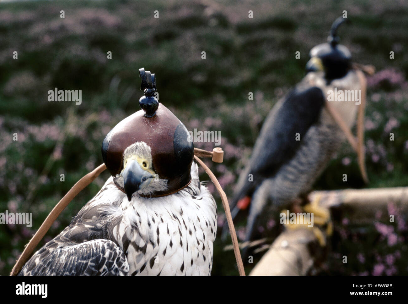 Hooded Peregrine Falcons sit on a Cadge and wait their turn to be flown. The British School of Falconry Gleneagles, Scotland 1990s UK 1997 HOMER SYKES Stock Photo