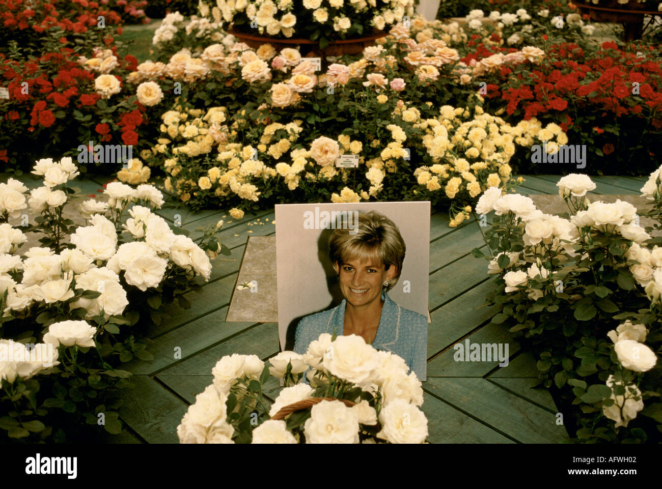 Chelsea Flower Show Princess Diana Roses 1997. Princess Diana of Wales  flower named after her 1970S UK HOMER SYKES Stock Photo - Alamy