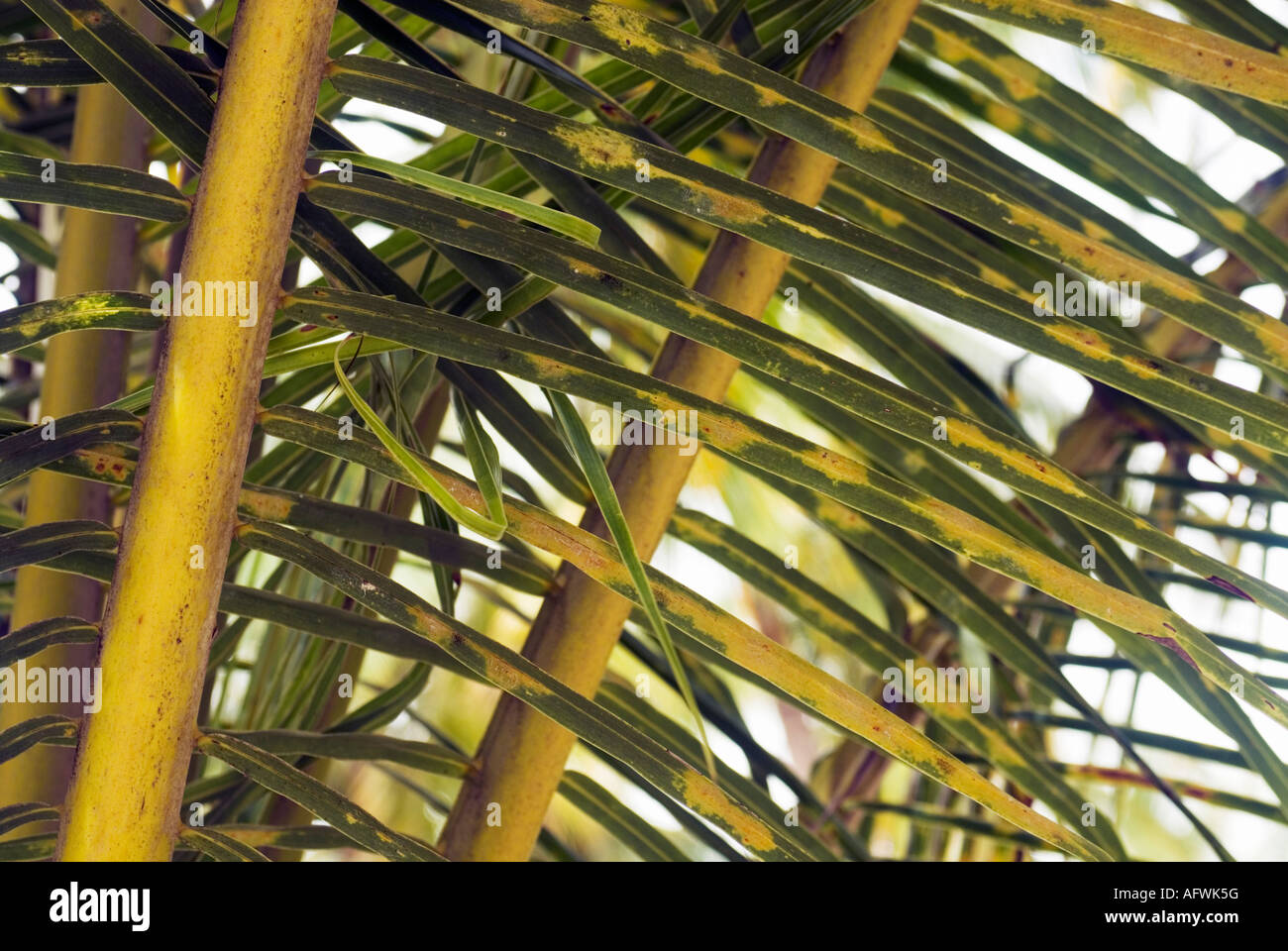 Closeup Detail Of Nipa Palm Leaves Philippines Bohol Visayas Stock Photo