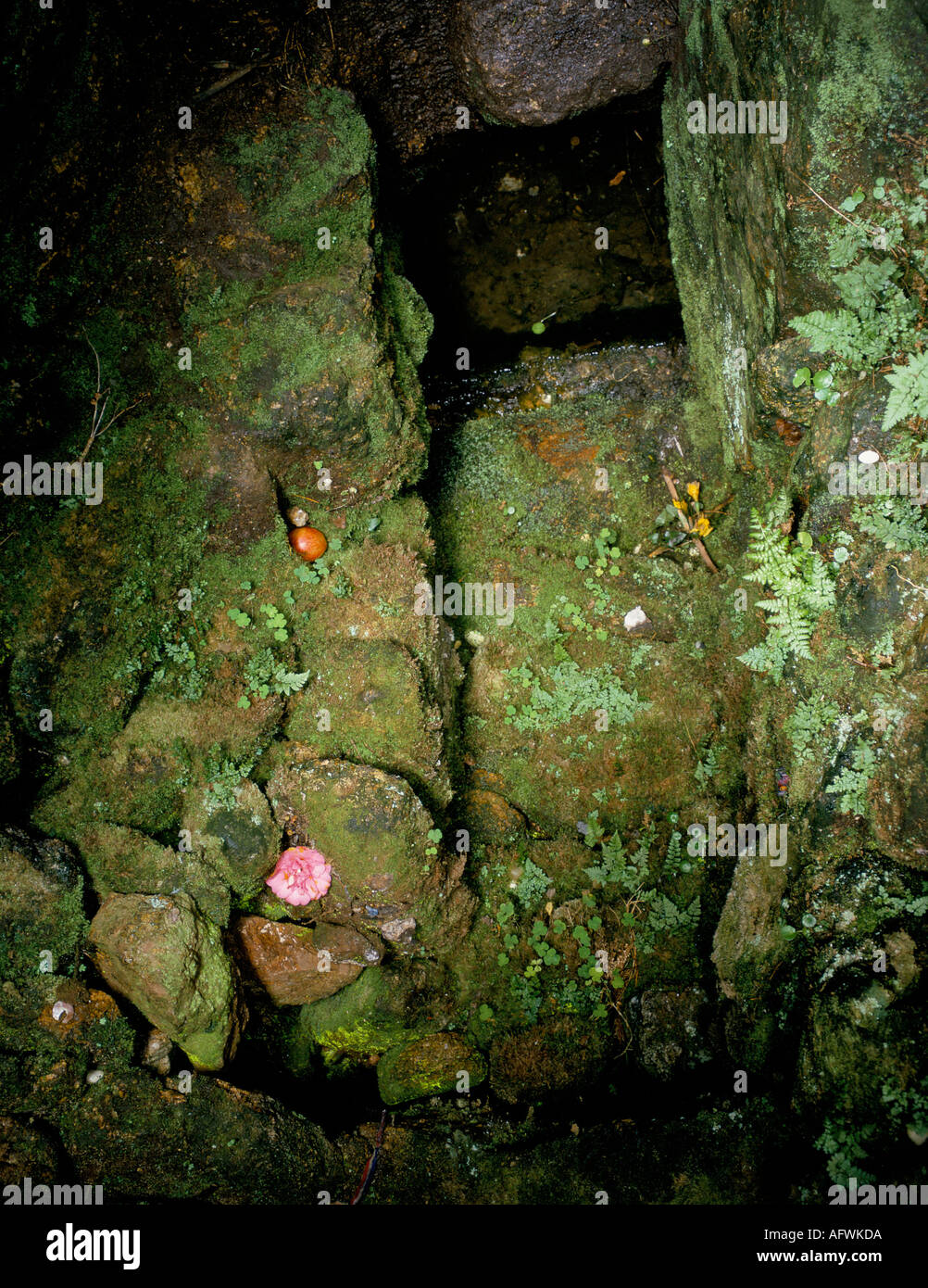 Sancreed Holy Well. Pure spring water that has healing medicinal properties Cornish superstition 1990s UK  HOMER SYKESVotive Offerings, Stock Photo