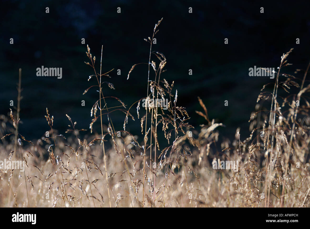 Grass Berserkjahraun Iceland Stock Photo