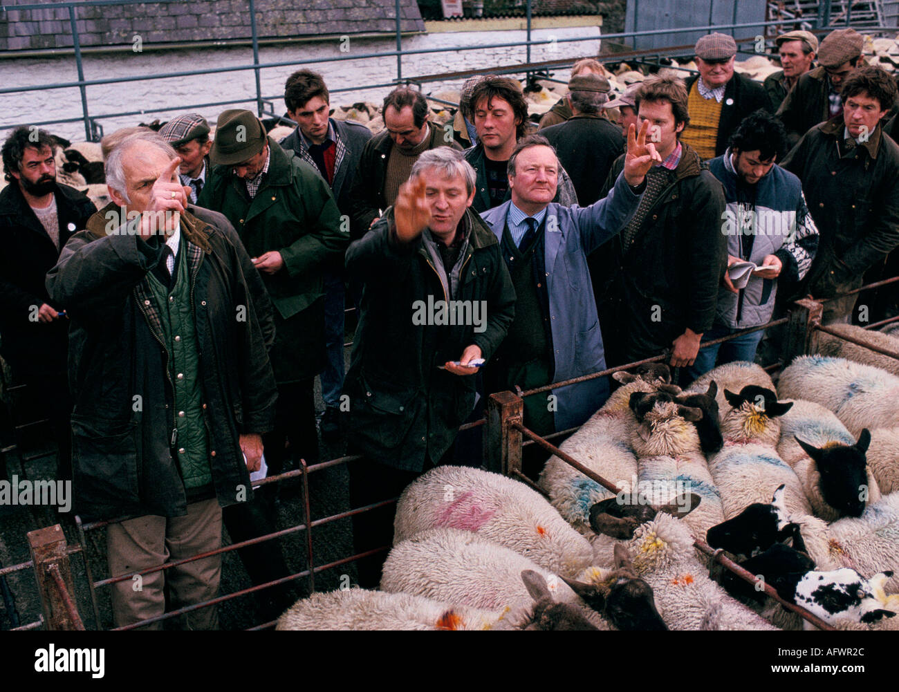 Farmers bidding at a weekly sheep auction and Christmas Farmers Market Knighton Shropshire  and Powys Wales December 1985.1980s UK HOMER SYKES Stock Photo