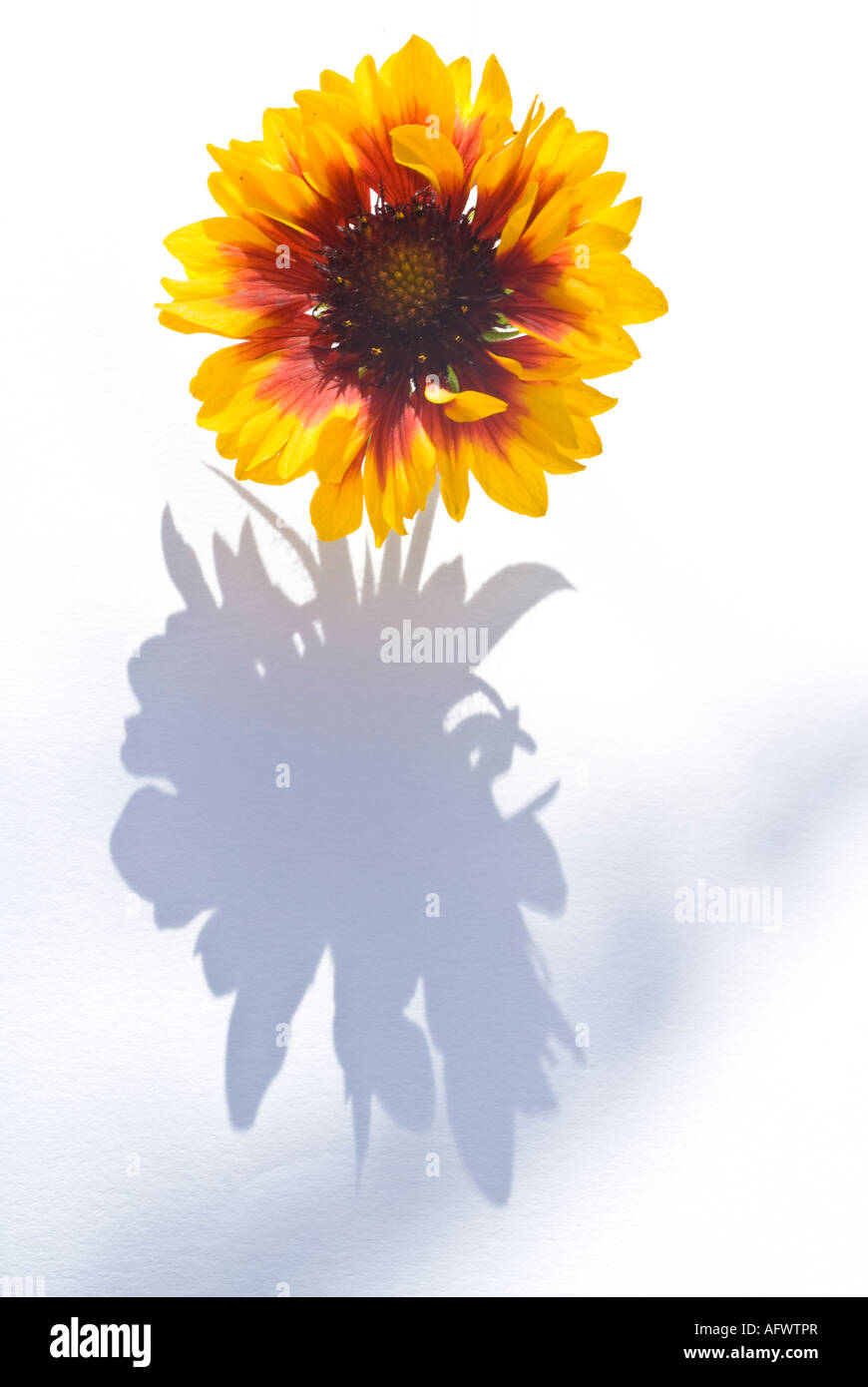 I belive this to be Gaillardia aristata Granada though I could be wrong Stock Photo