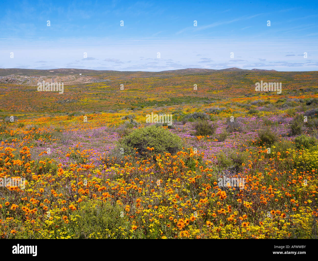 Wildflowers in Namaqualand South Africa Stock Photo - Alamy