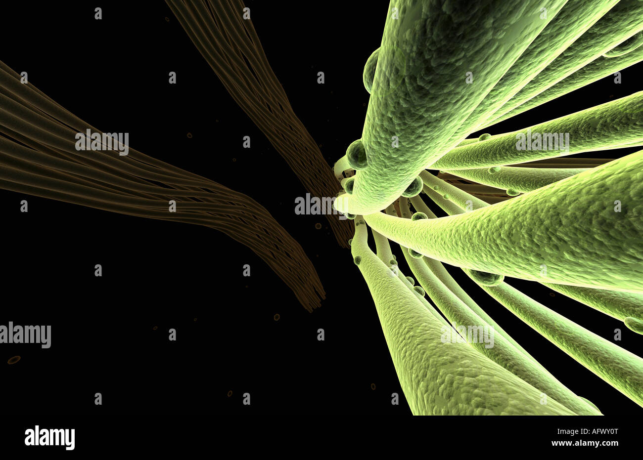 Microscopic fibres hi-res stock photography and images - Alamy