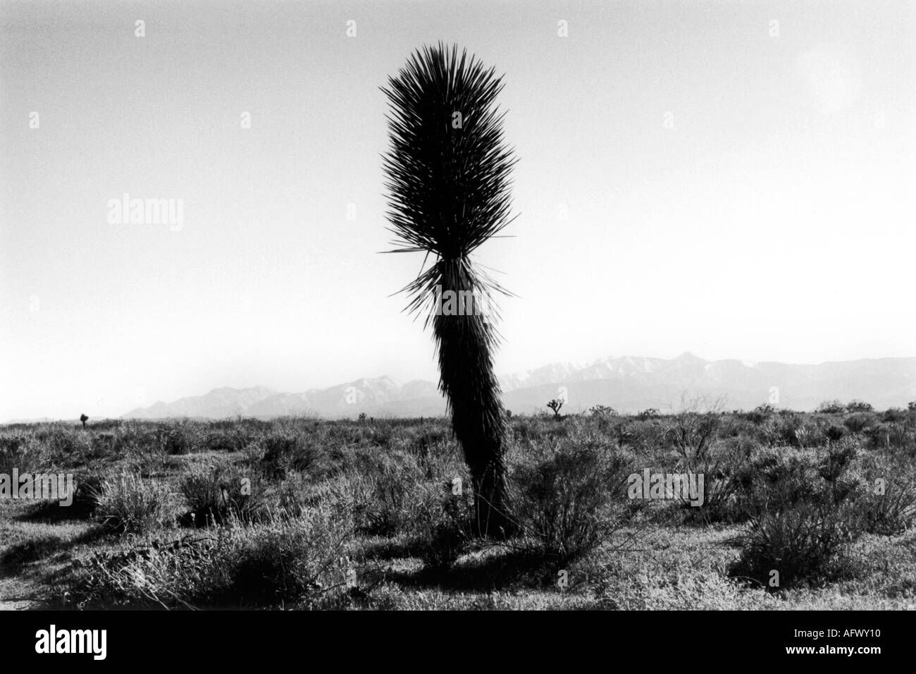 Mojave Desert California National Park USA 2000s 20001 US HOMER SYKES Stock Photo