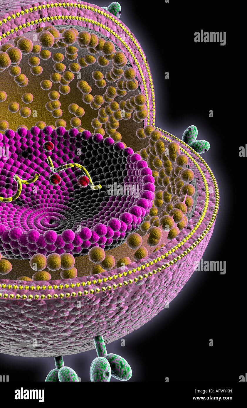 Viral matrix protein hi-res stock photography and images - Alamy
