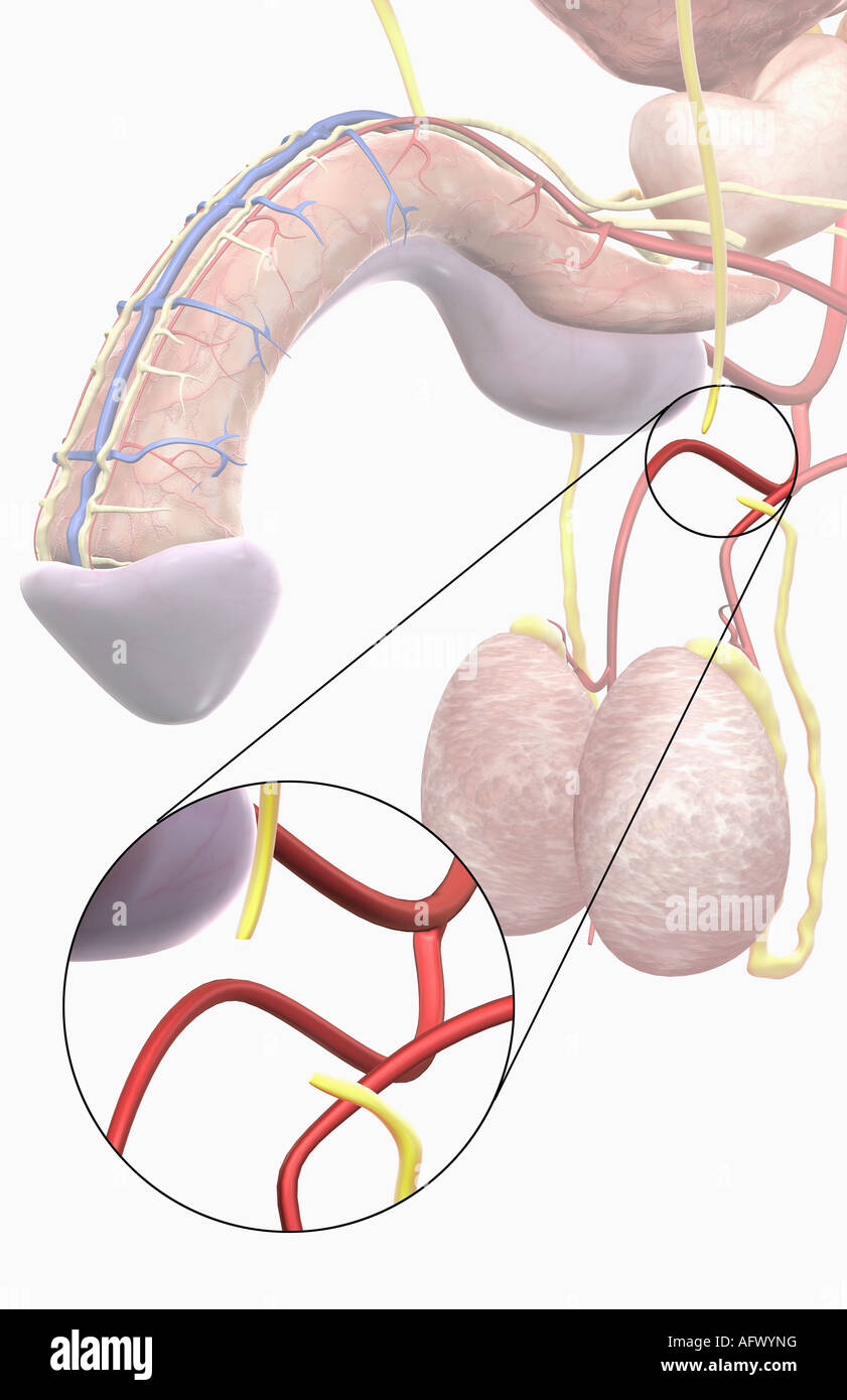 Vasectomy Stock Photo