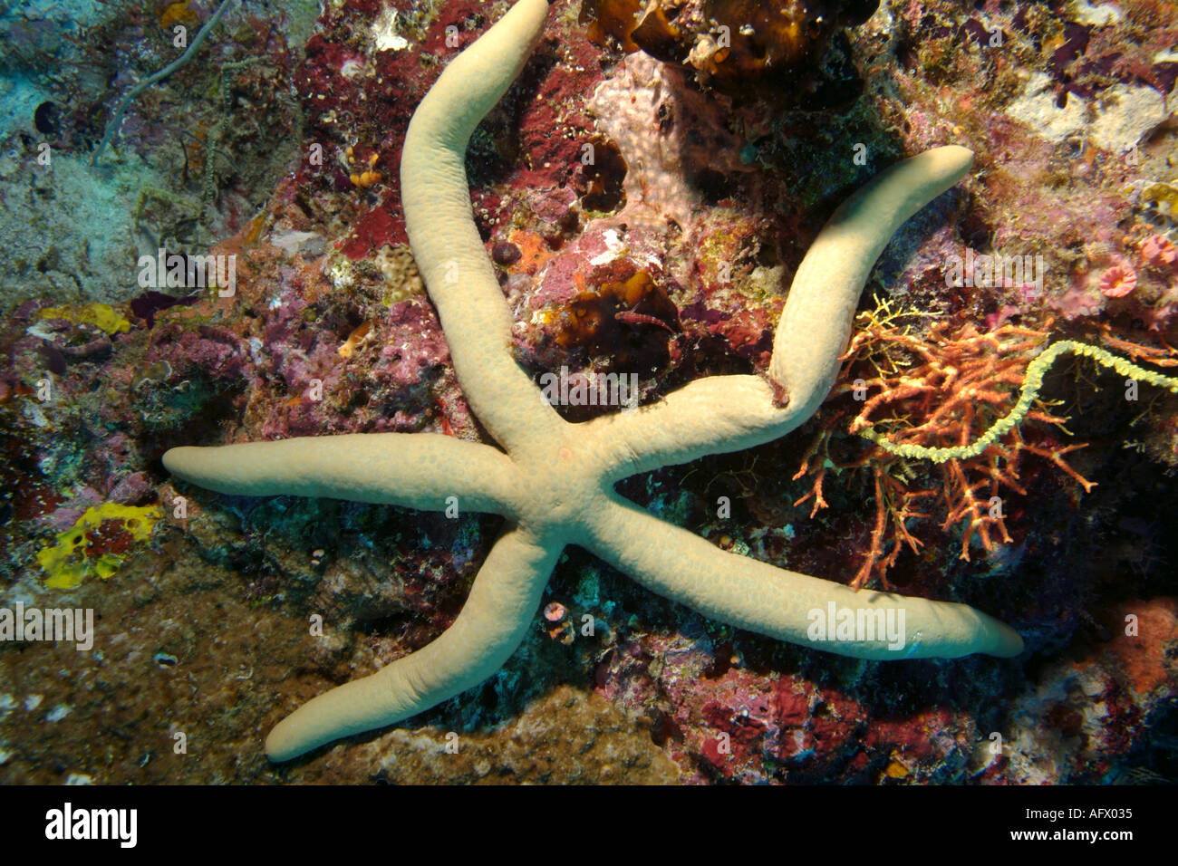 Maldives North Male Atoll Lankan Guilding Sea Star Linckia Guildingi Stock Photo