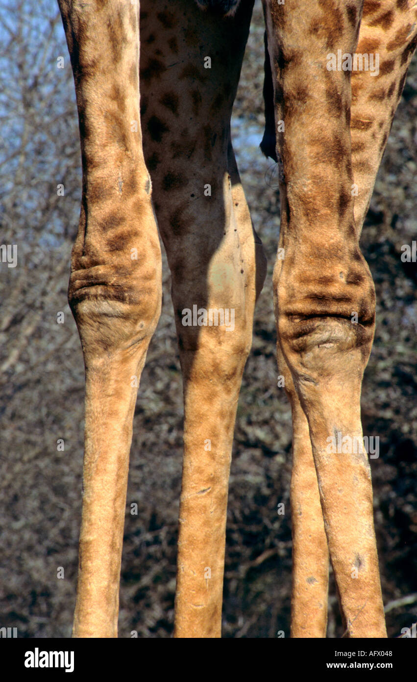 knobbly knees Giraffe Giraffa Camelopardalis Zambezi National Park