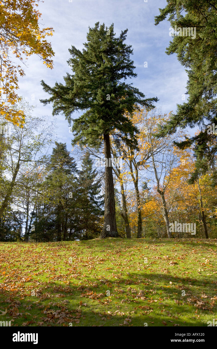 Giant Douglas fir Abies amabilis surrounded by autumn color Nanaimo Bowen Park Vancouver Island British Columbia Canada Stock Photo