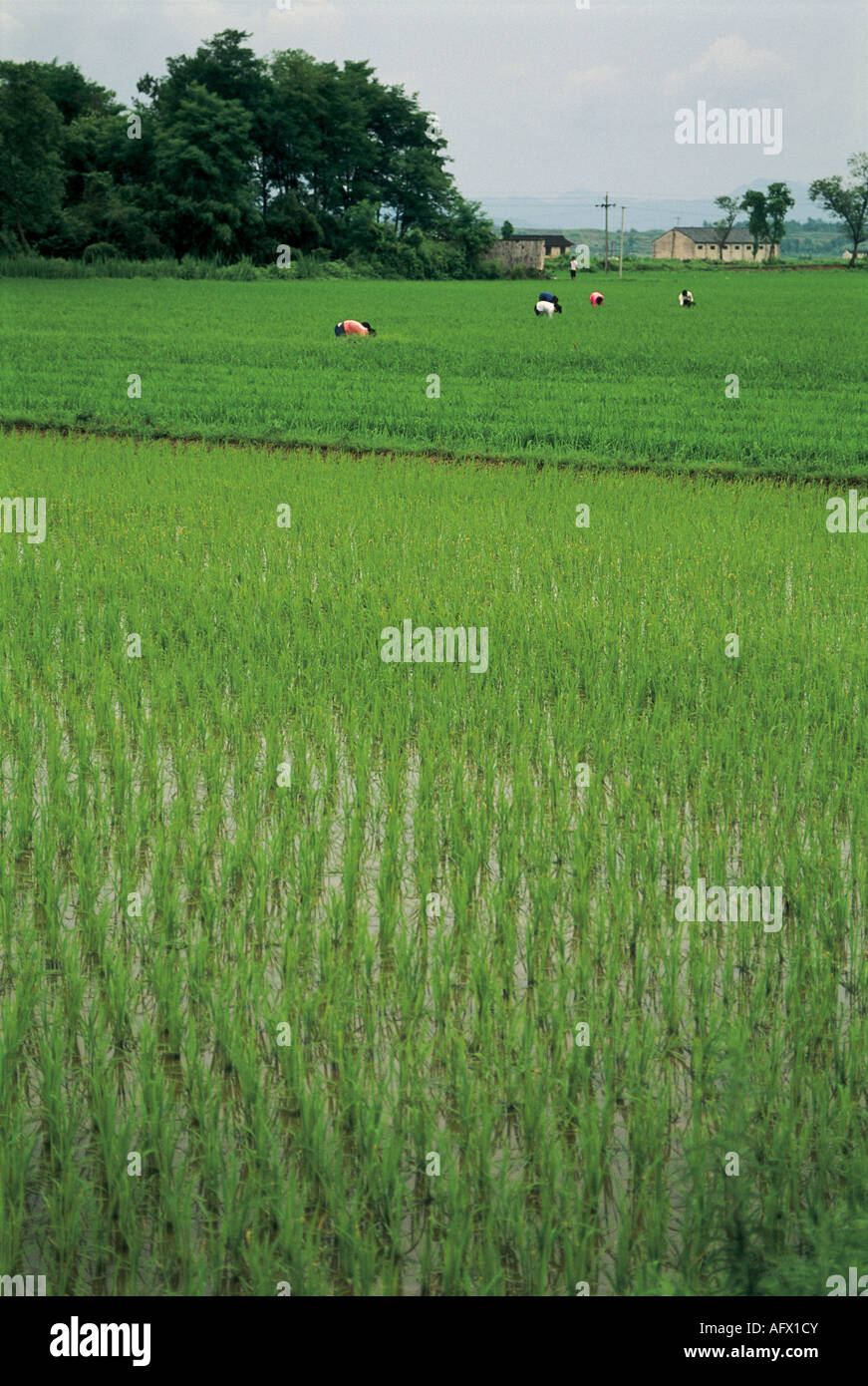 terraced fields Longsheng Guangxi China. Stock Photo