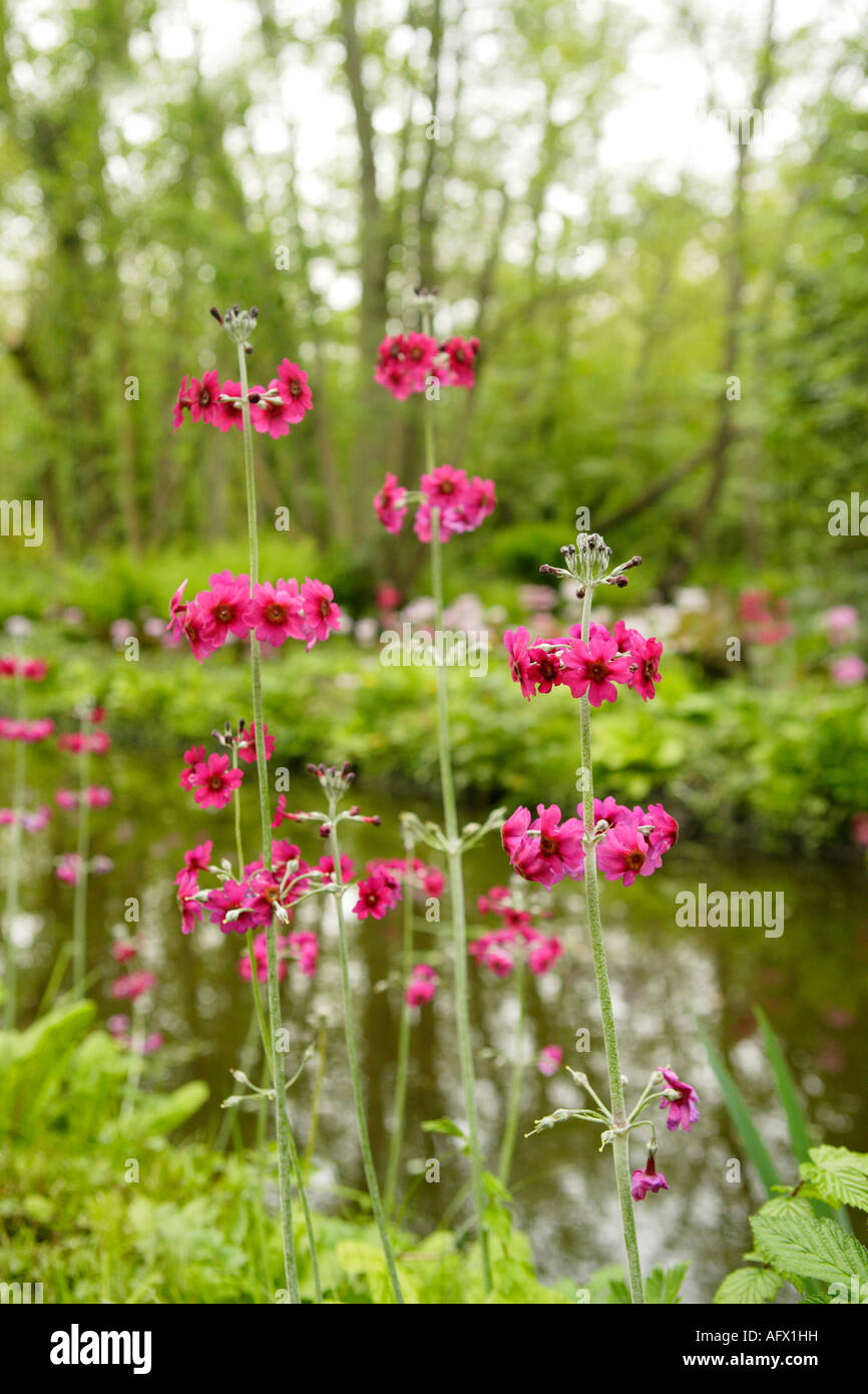 Candelabra Primula Flowers Foreground, Waterway In Background, Fairhaven Woodland and Water Garden, Norfolk, UK Stock Photo