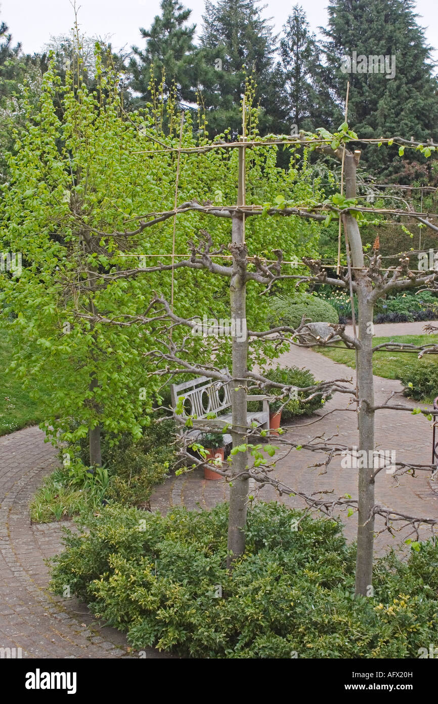 A PARTIALLY PRUNED 12 YEAR OLD PLEACHED LIME HEDGE TILIA × EUCHLORA (CAUCASIAN LIME;CRIMEAN LIME) Stock Photo