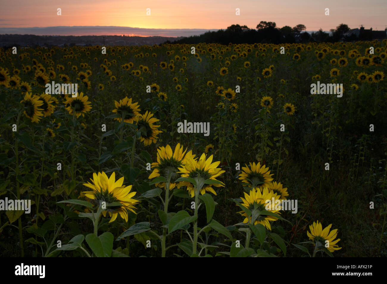 group of sunflowers helianthus annuus turned towards the sun rising in