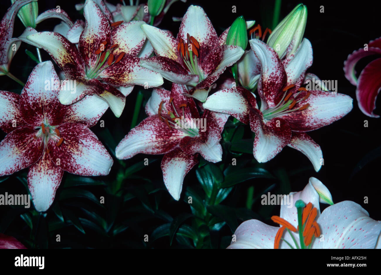 Asiatic Lily Hybrid Burgundy Splash Hampton Court UK Stock Photo - Alamy