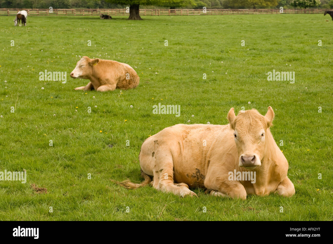 County Kilkenny Ireland Stock Photo Alamy
