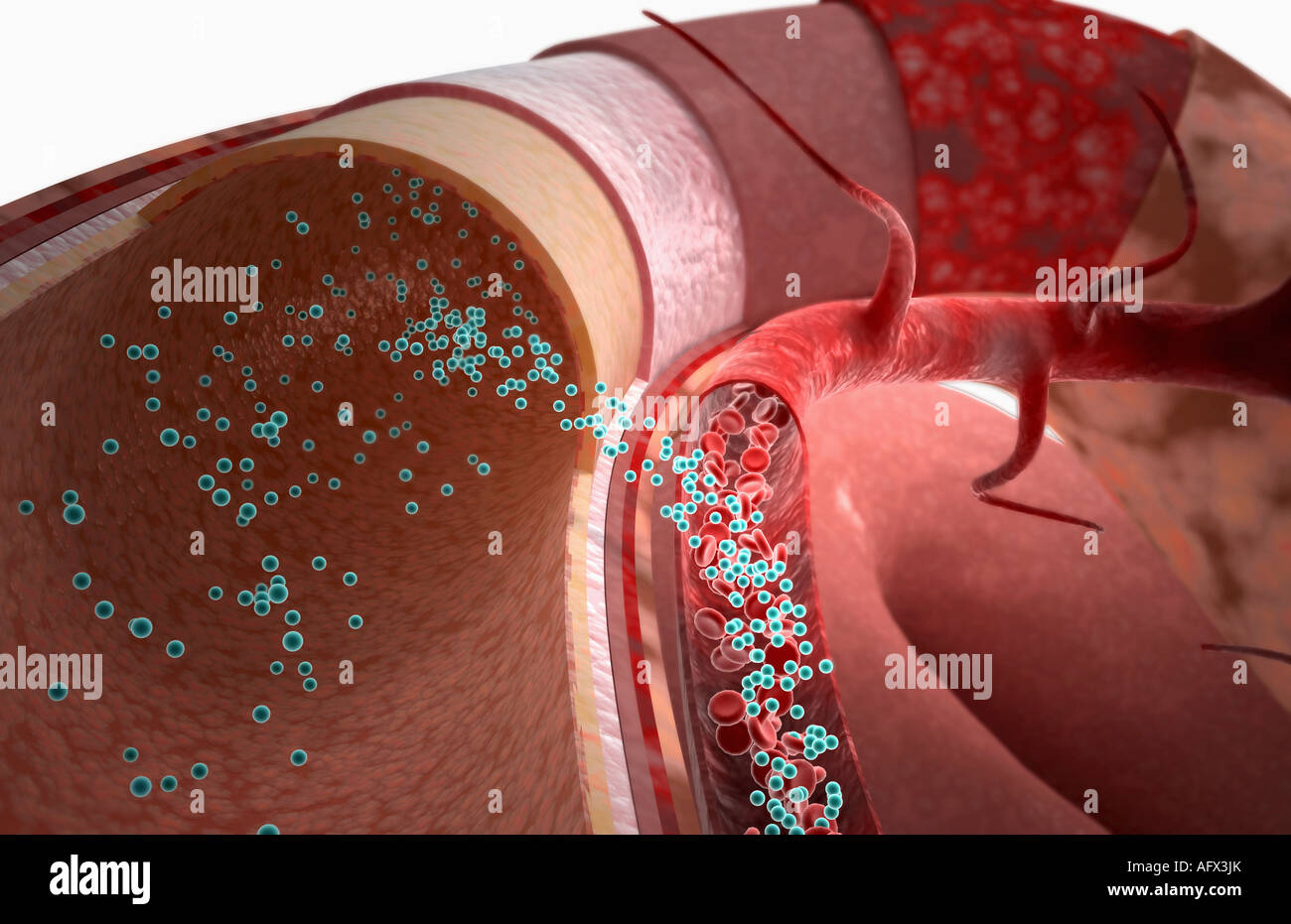Drug absorption Stock Photo - Alamy