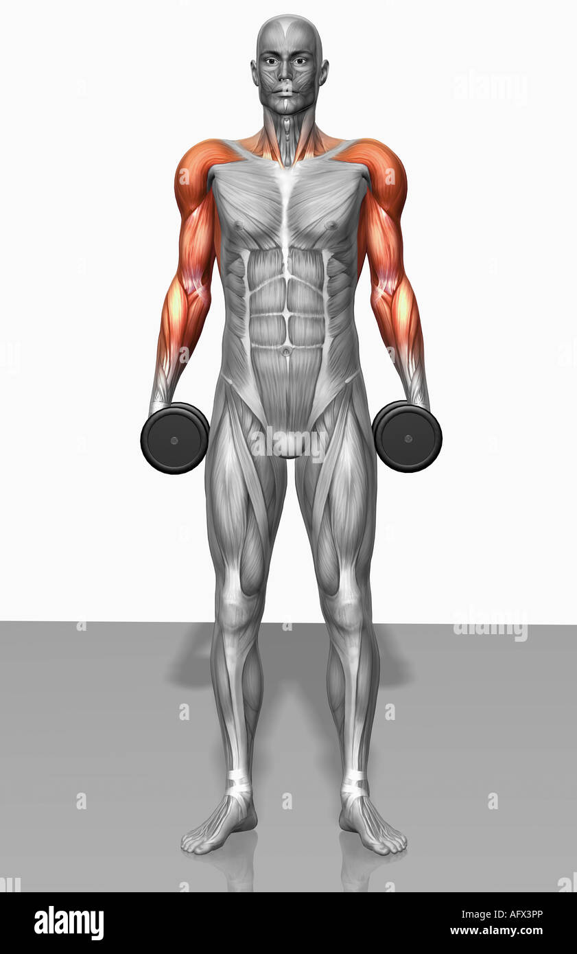Dumbbell Shoulder Shrugs
