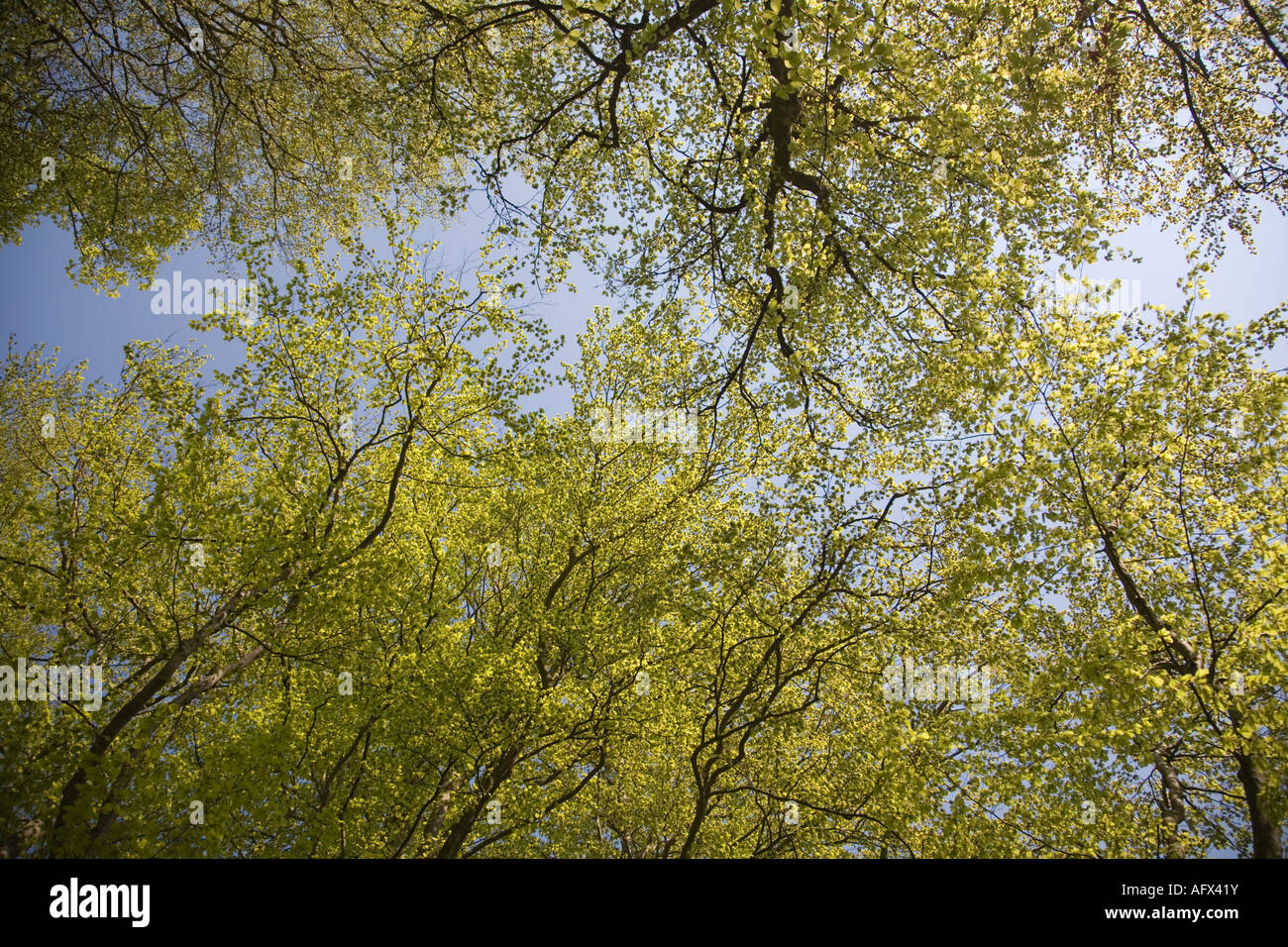 Sweden Sk ne Scania beech forest in spring May 2006 Stock Photo