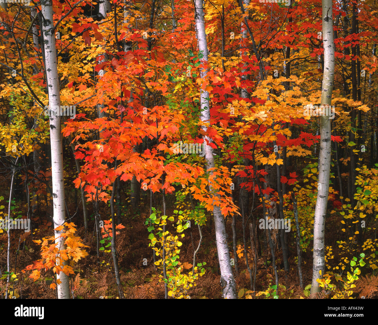 White Birch Betula papyrifera and Red Maple Acer rubrum trees autumn Upper Peninsula Michigan USA, by Gary A Nelson/Dembinsky Photo Assoc Stock Photo