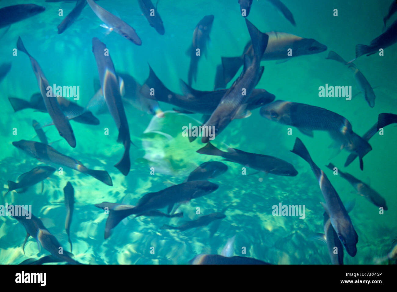 Fish swimming in Ocean Hole in Rock Sound on the island of Eleuthera Bahamas Stock Photo