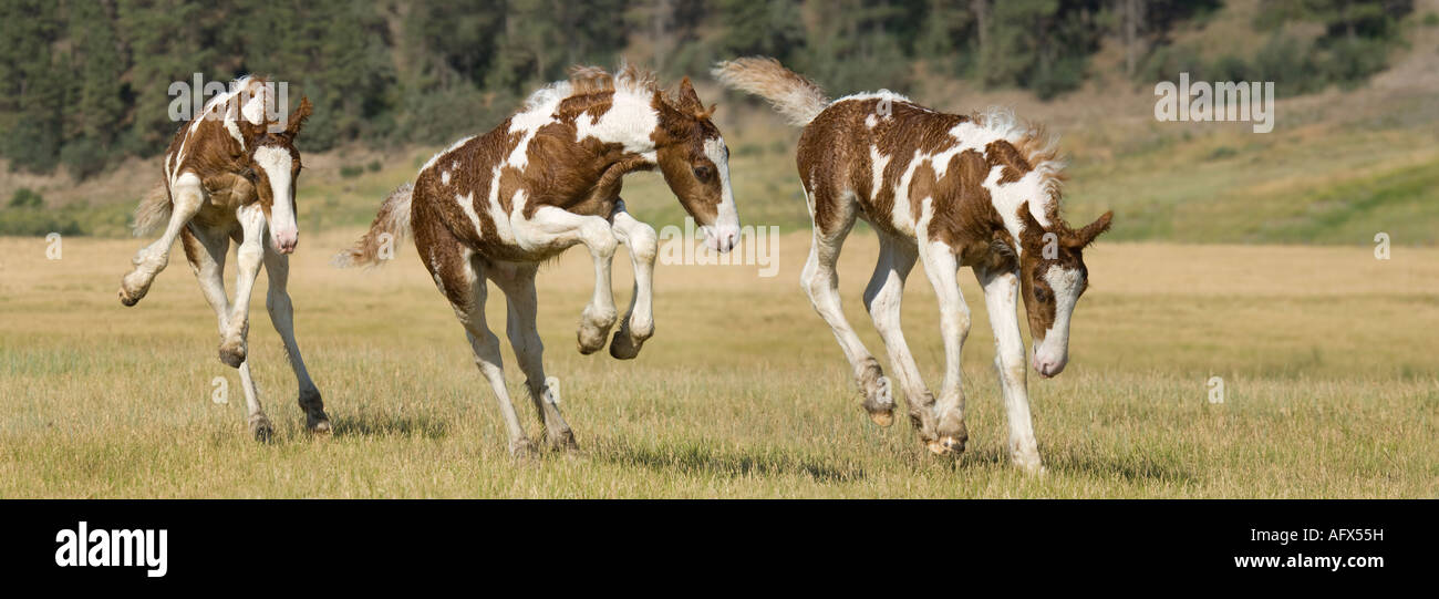 Sequence composite image of 2 week old Gypsy Vanner Horse foal bucking and jumping Stock Photo