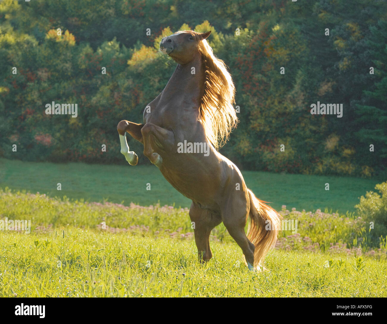 Andalusian stallion rearing in meadow before fall foliage Stock Photo