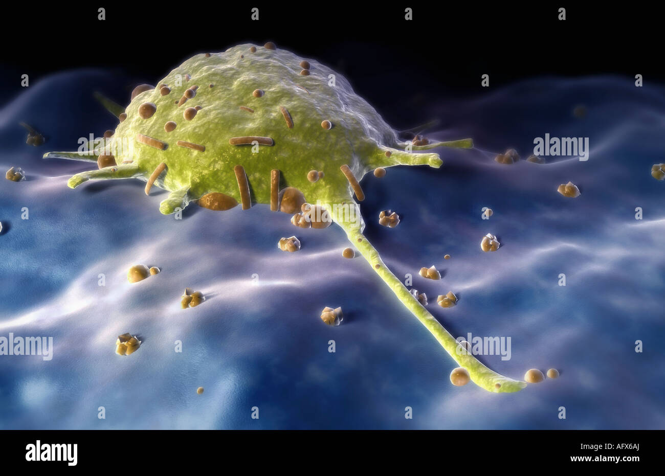 Macrophage hi-res stock photography and images - Alamy