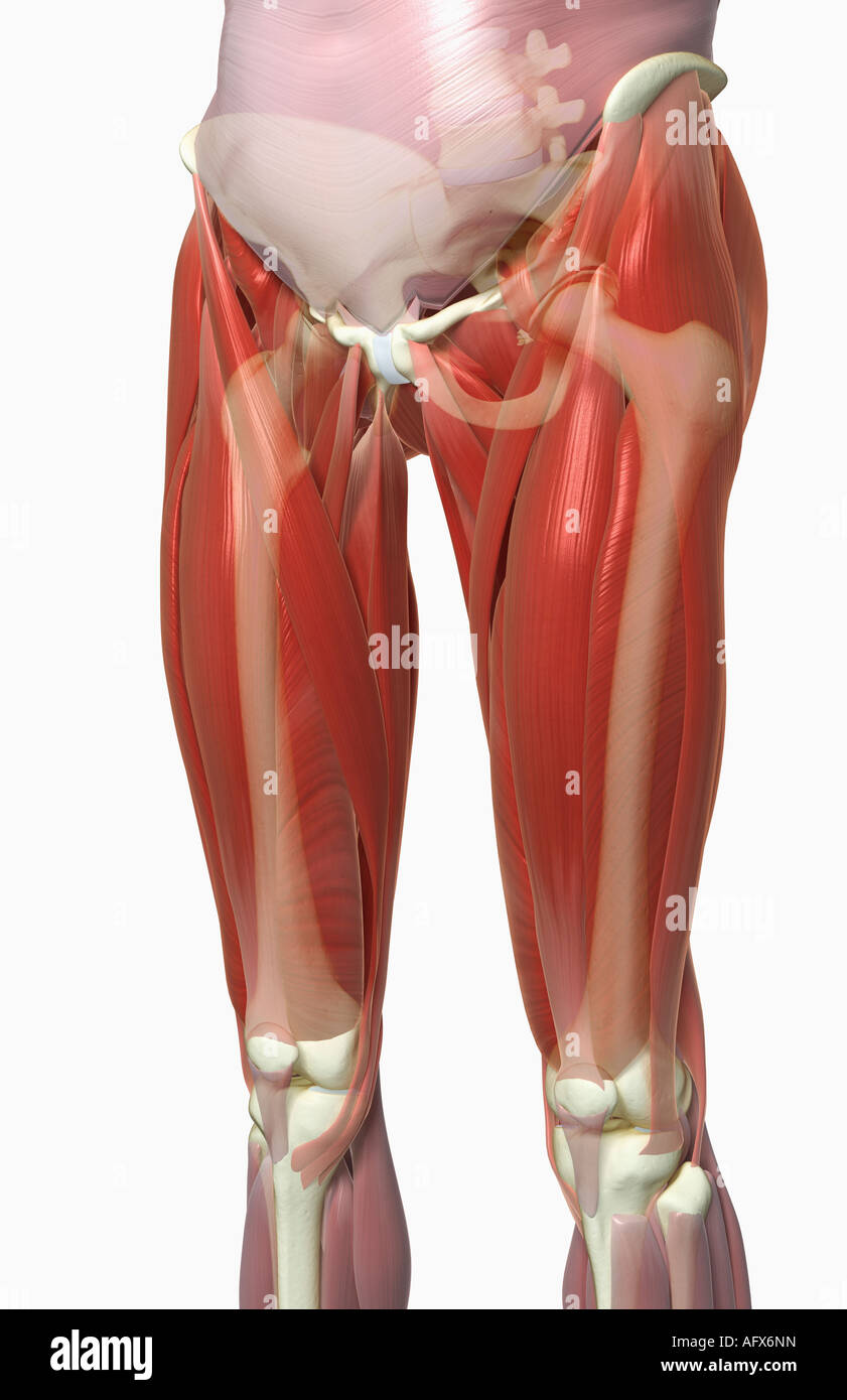 The musculoskeleton of the thighs Stock Photo