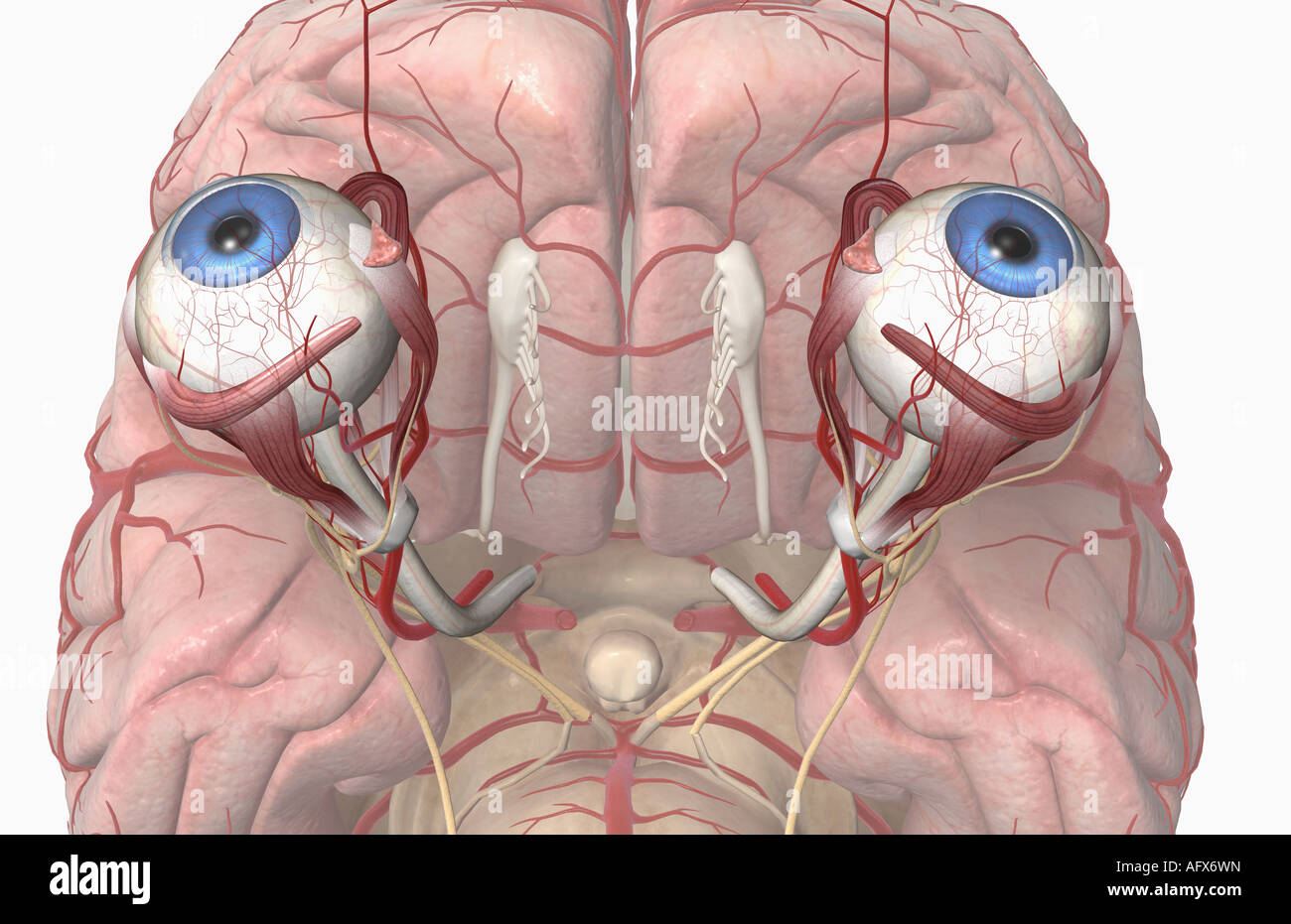 The arteries of the brain and eyes Stock Photo