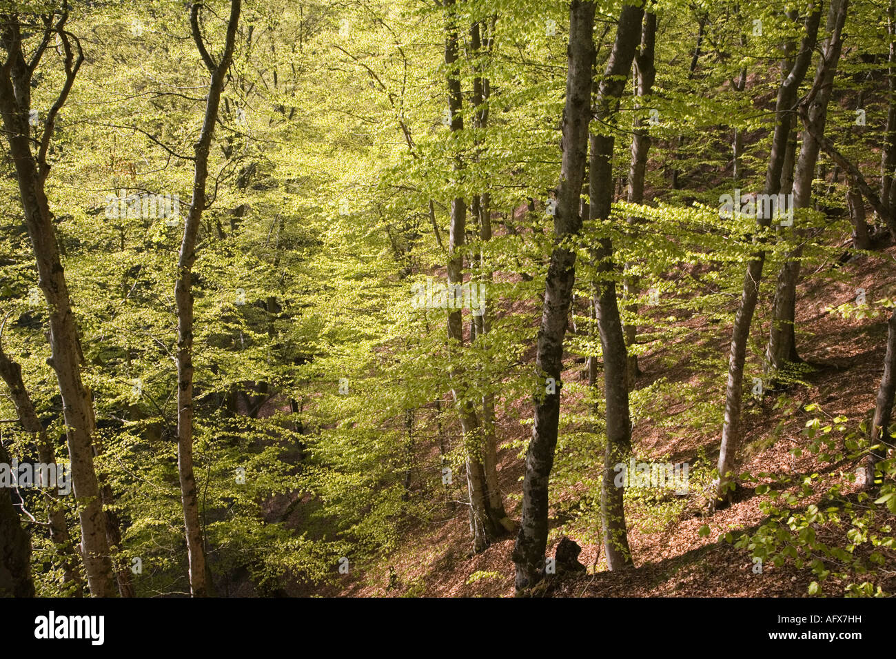 Sweden Scania beech forest in spring May 2006 Stock Photo
