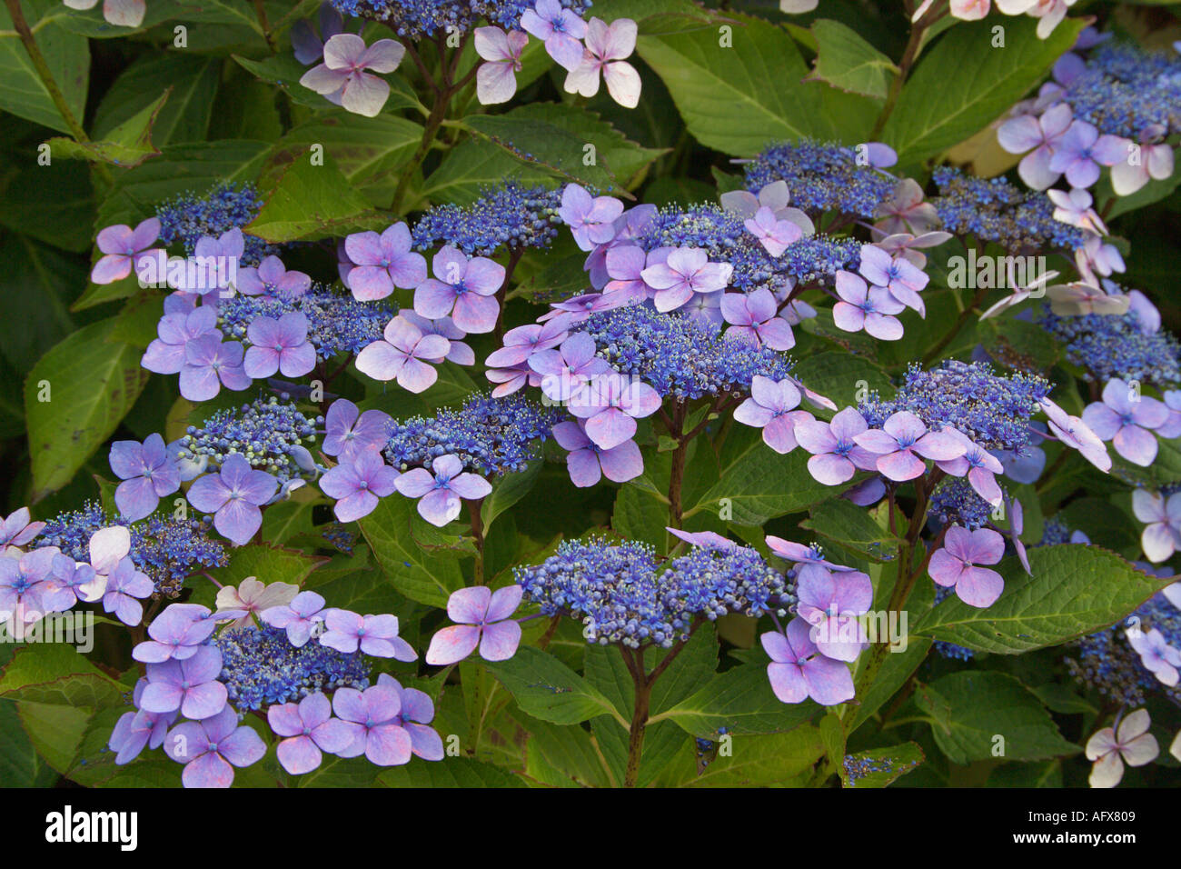 Blue Lacecap Hydrangea Stock Photo