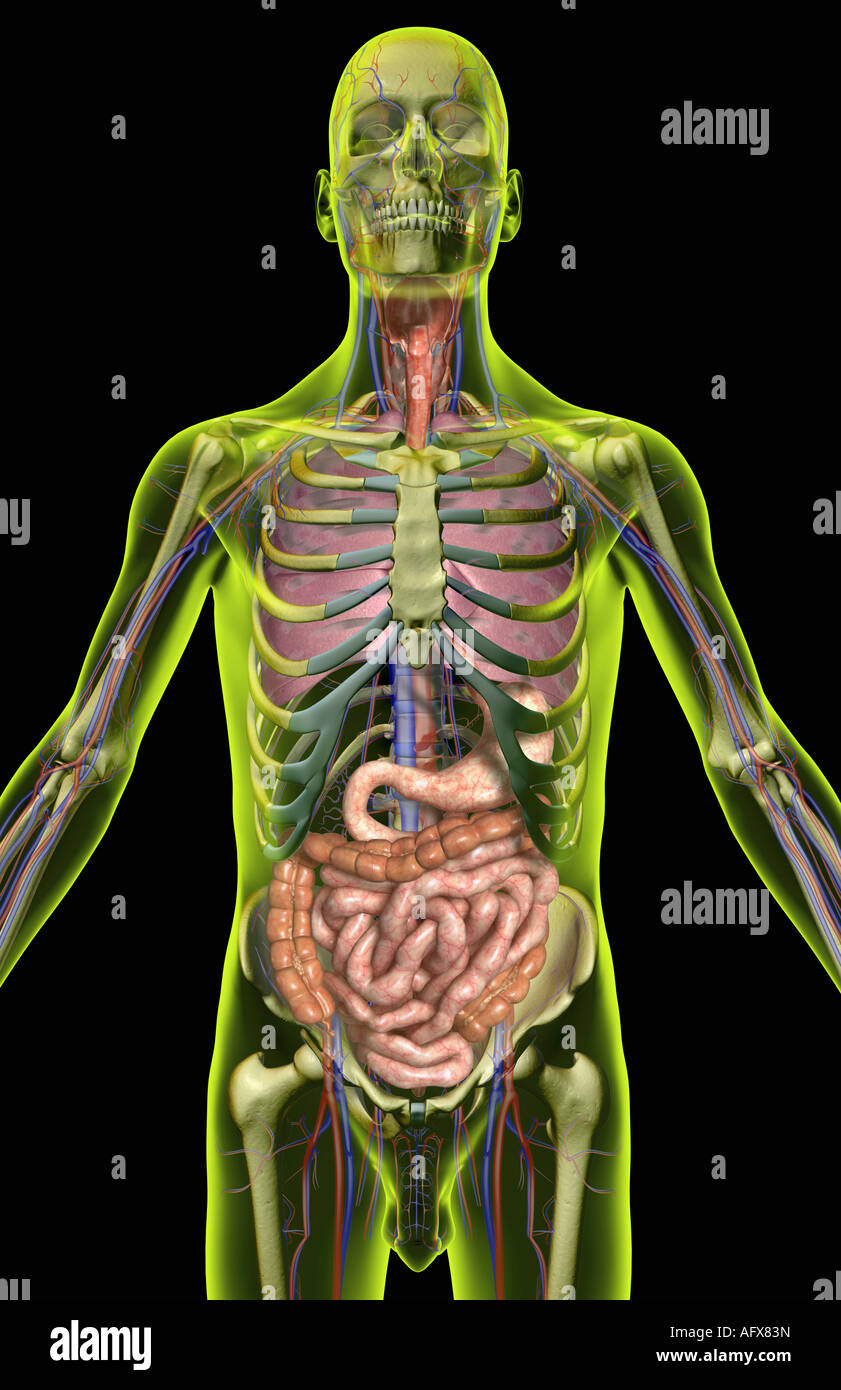 The digestive and respiratory systems Stock Photo