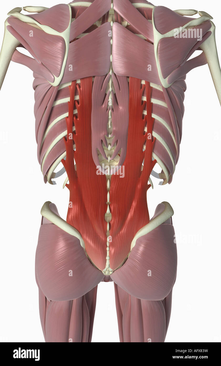 Muscles of the back Stock Photo