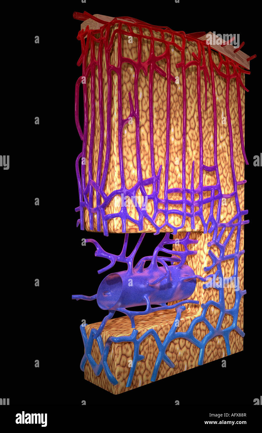 The blood supply of the adrenal cortex Stock Photo