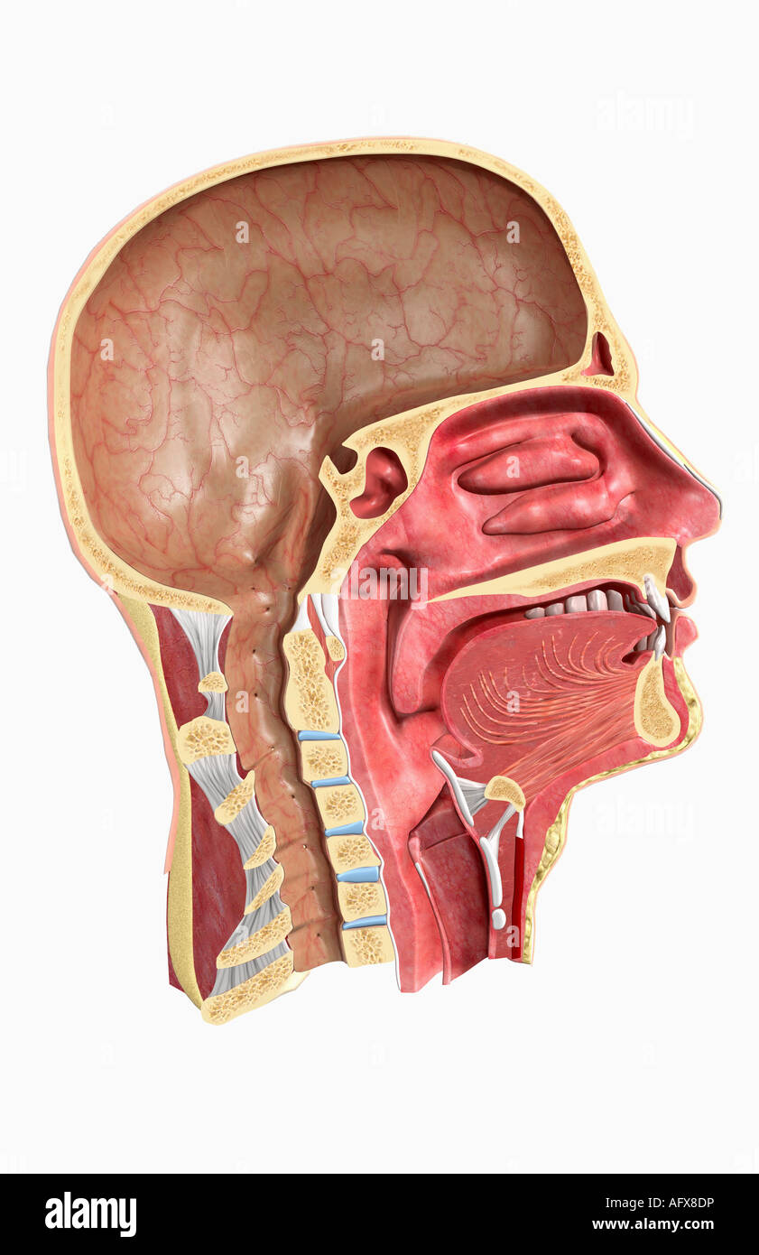 Soft Palate Mouth Stock Photos & Soft Palate Mouth Stock Images - Alamy
