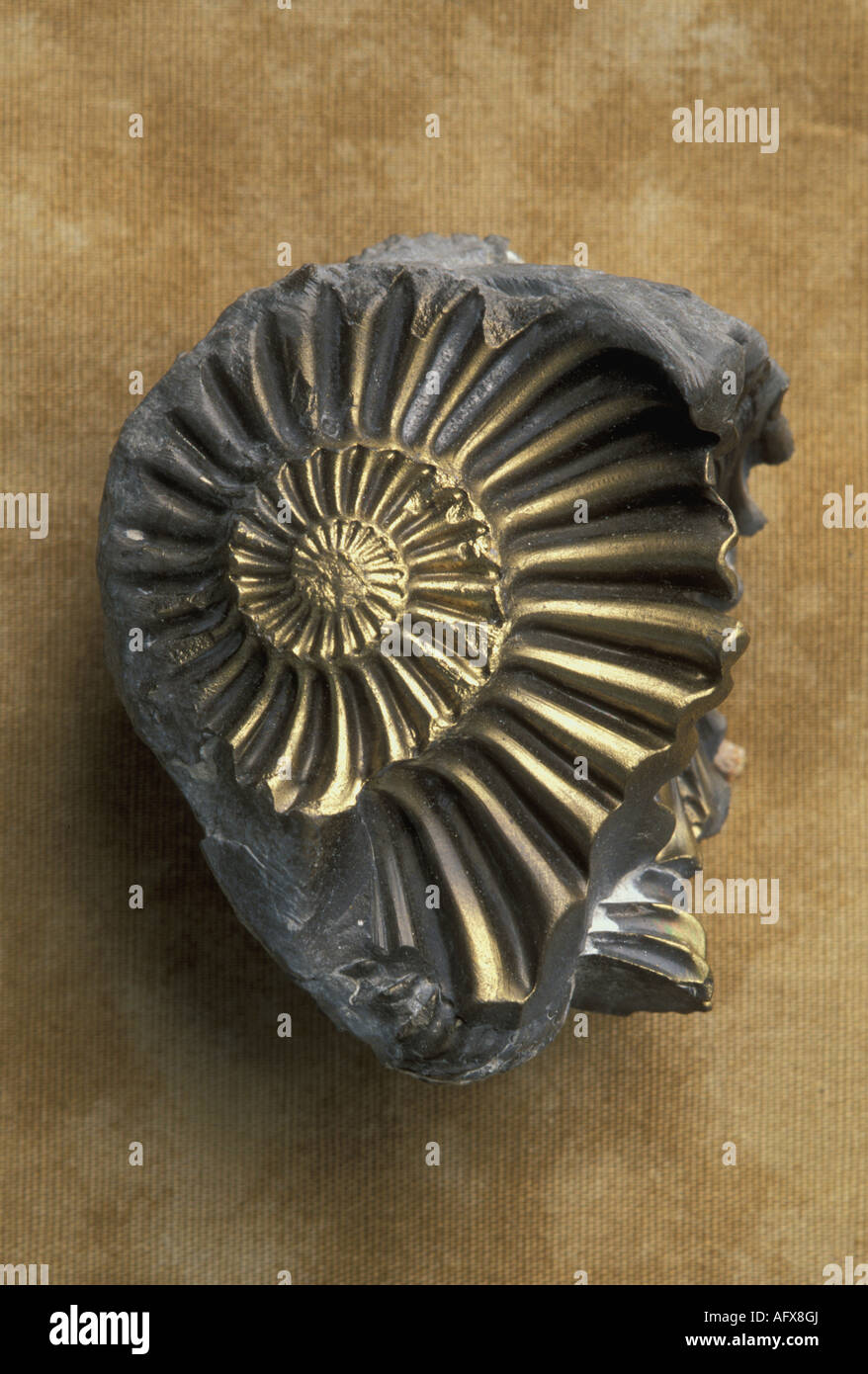 Pyrite Replacement in Fossil Ammonite, by Mark A. Schneider/Dembinsky Photo Assoc Stock Photo