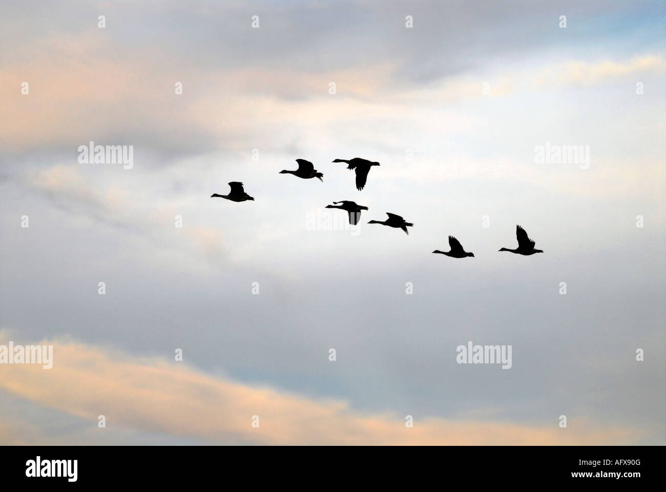 Formation of Geese Stock Photo Alamy