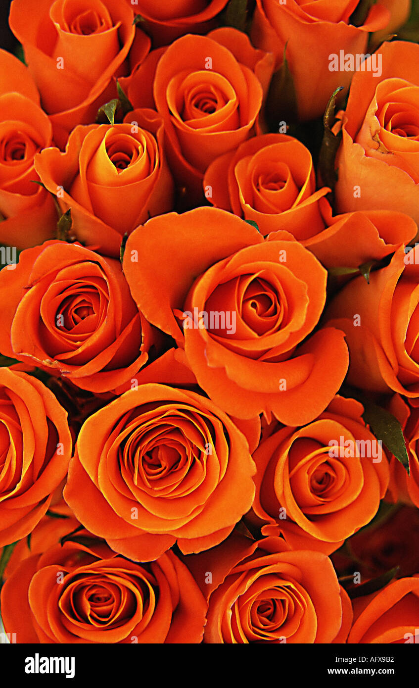 Orange roses Stock Photo