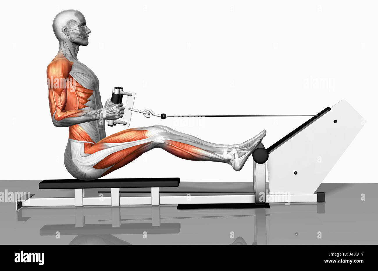 Cable row exercise (Part 1 of 2 Stock Photo Alamy