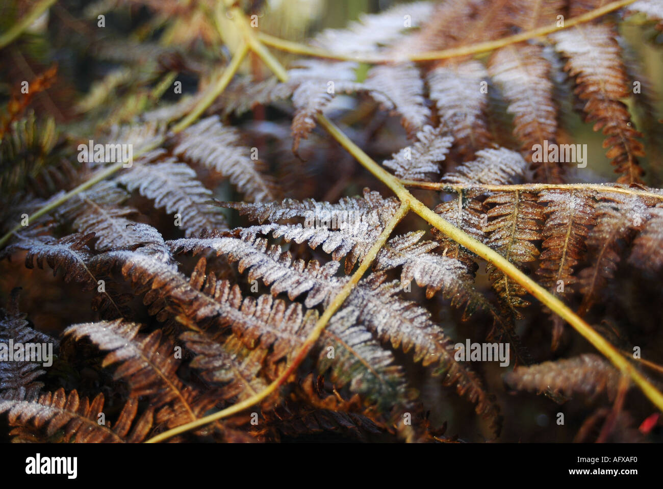 Frost dusted ferns Stock Photo Alamy