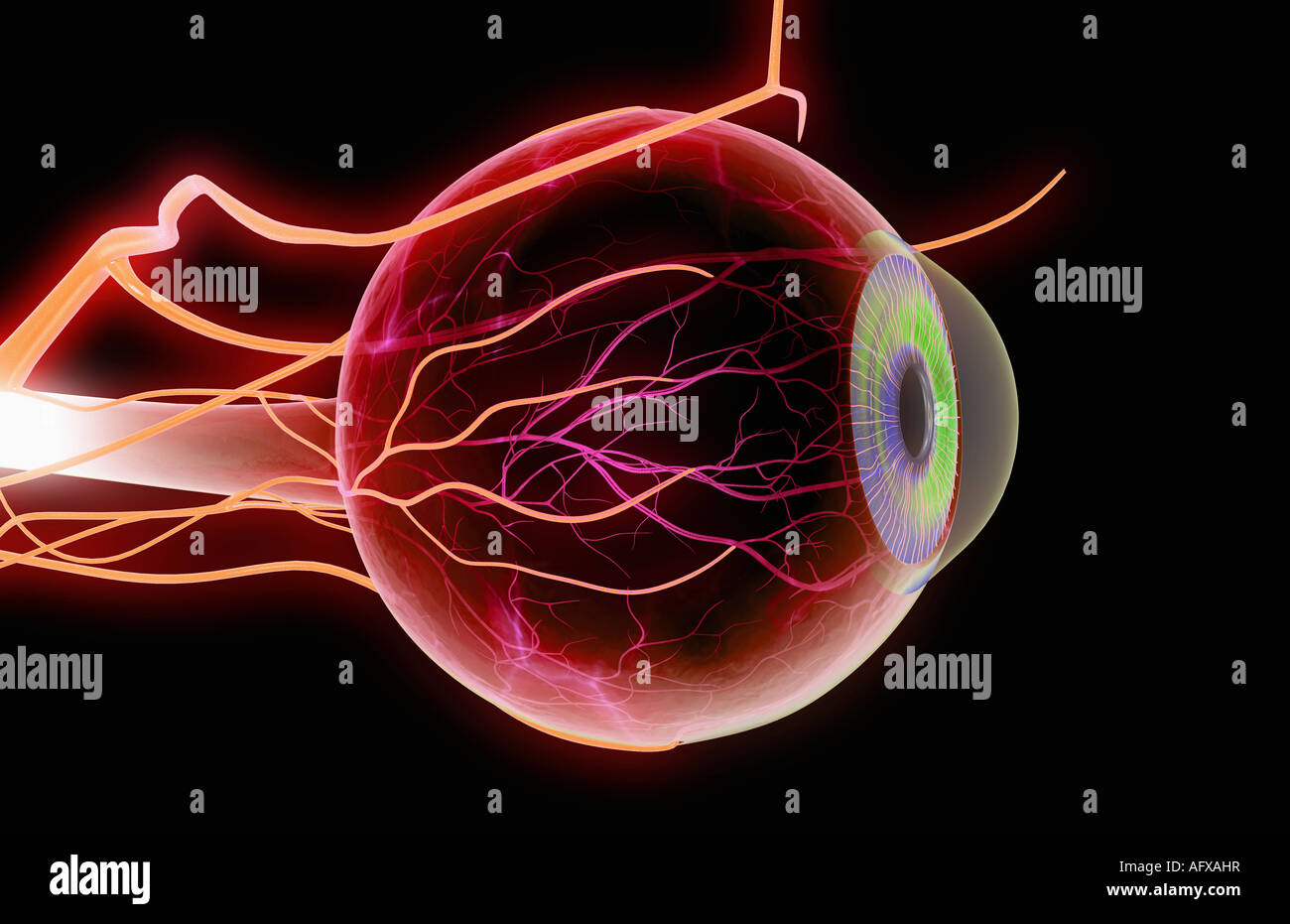 Ophthalmic artery hires stock photography and images Alamy