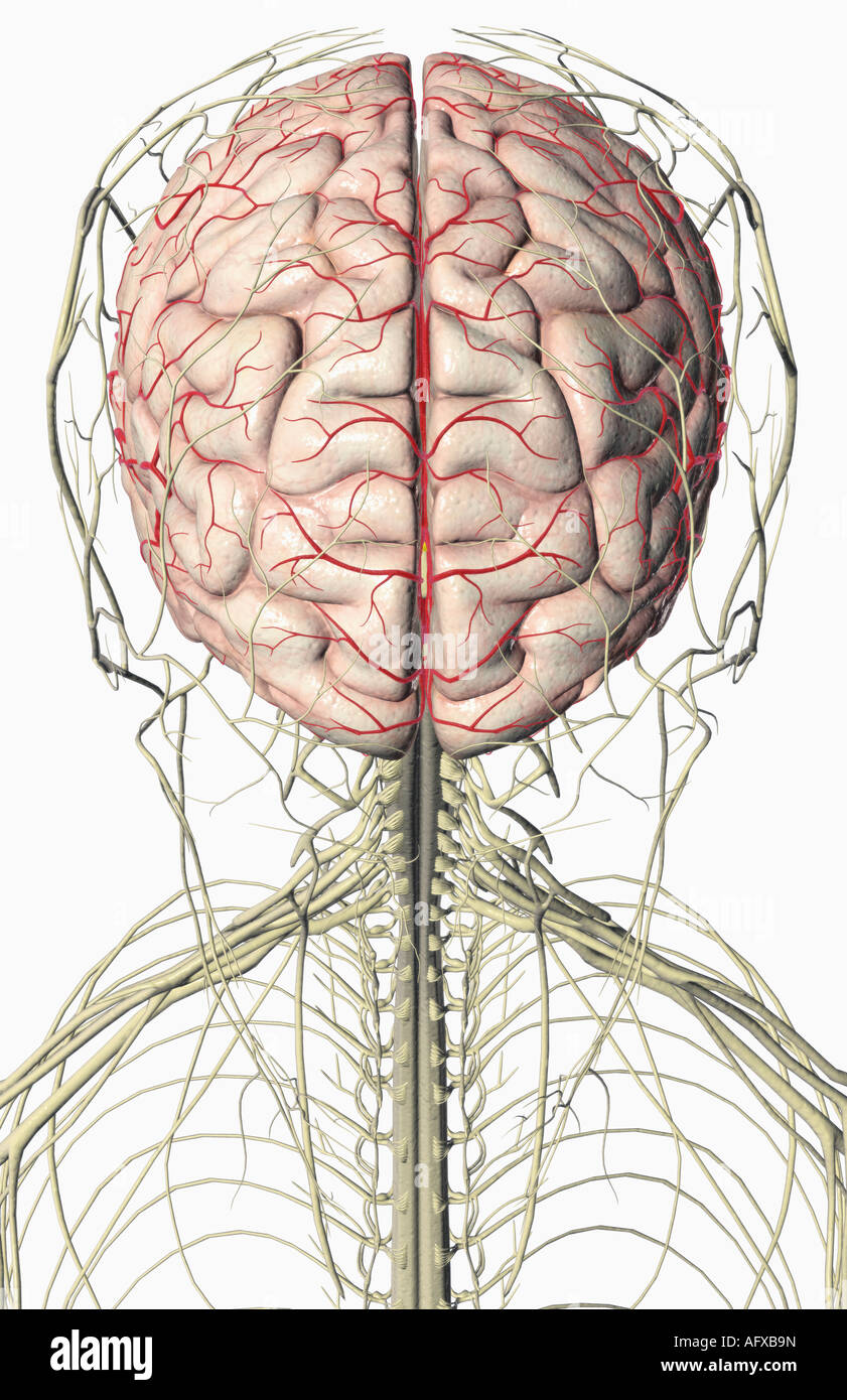 The brain and nerves of the head and neck Stock Photo - Alamy