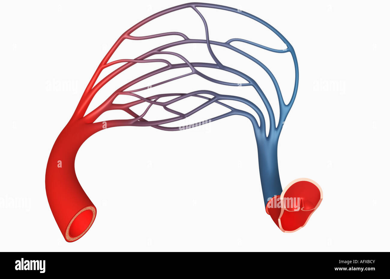 Capillary bed Stock Photo Alamy