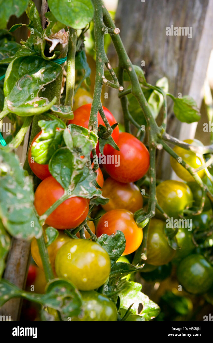 Tomatoes ripening on the vine Stock Photo