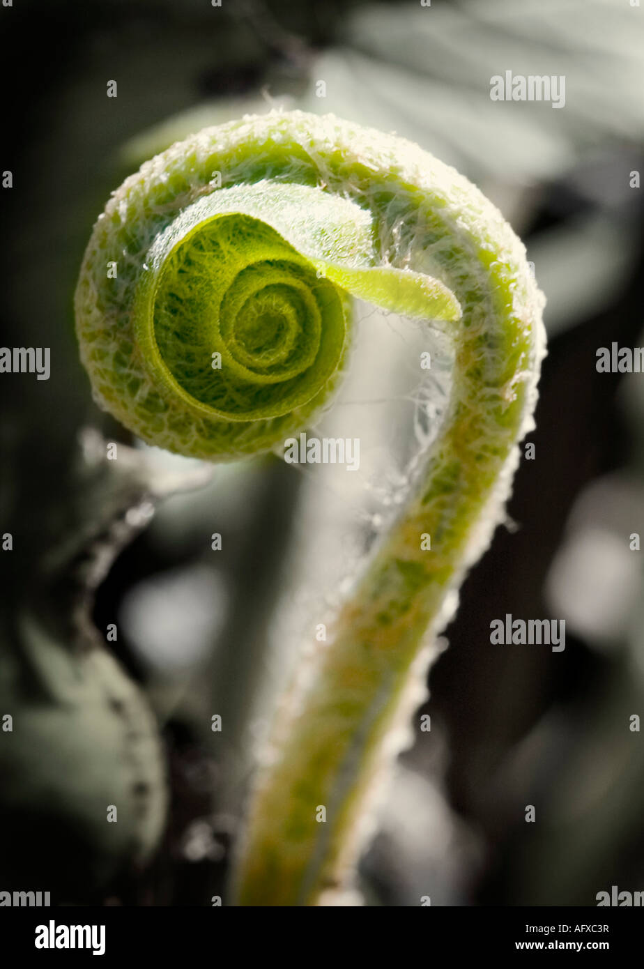 Fiddlehead fern unfolding hires stock photography and images Alamy