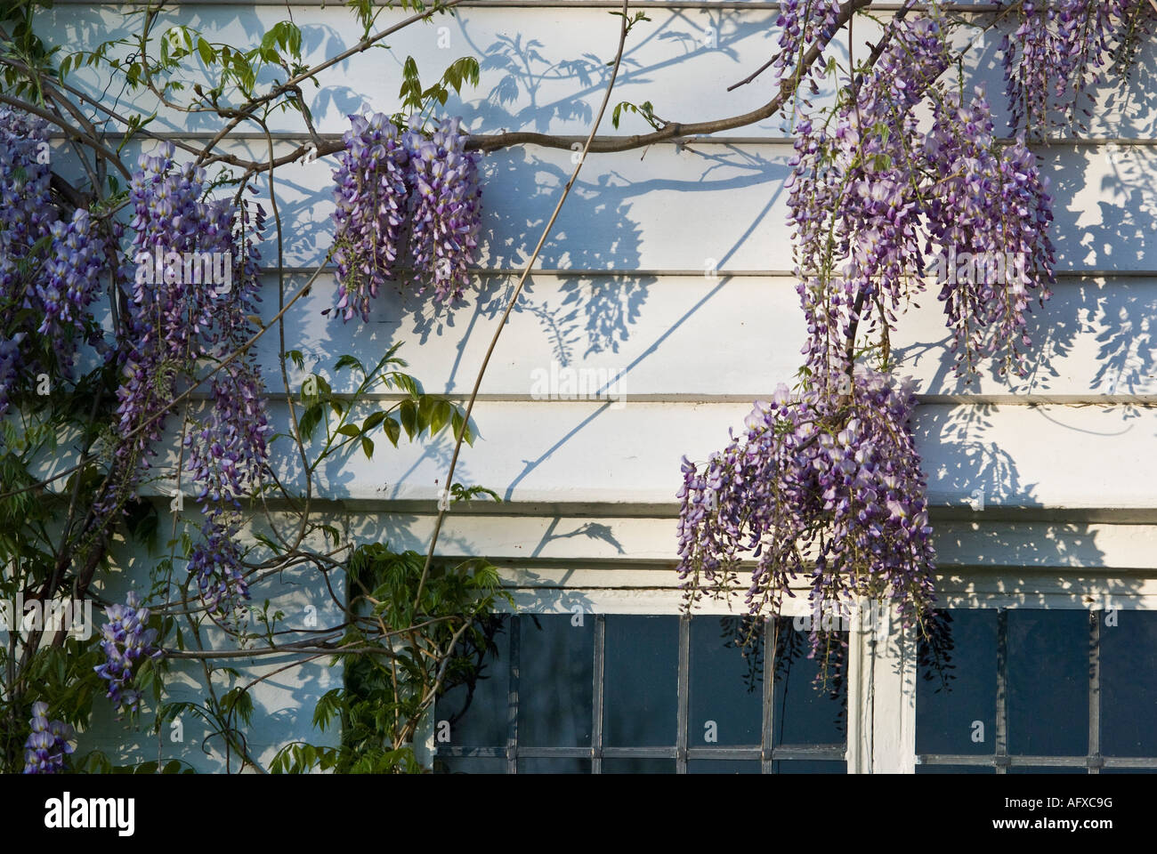 Wisteria on weatherboarded Kentish house Stock Photo