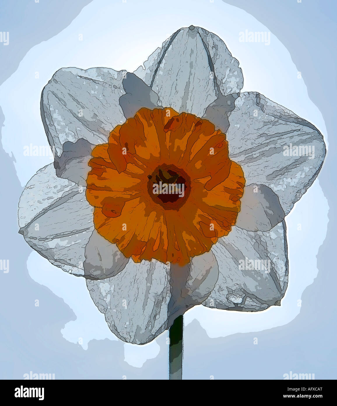 Photo/illustraion of a Daffodil flower Stock Photo