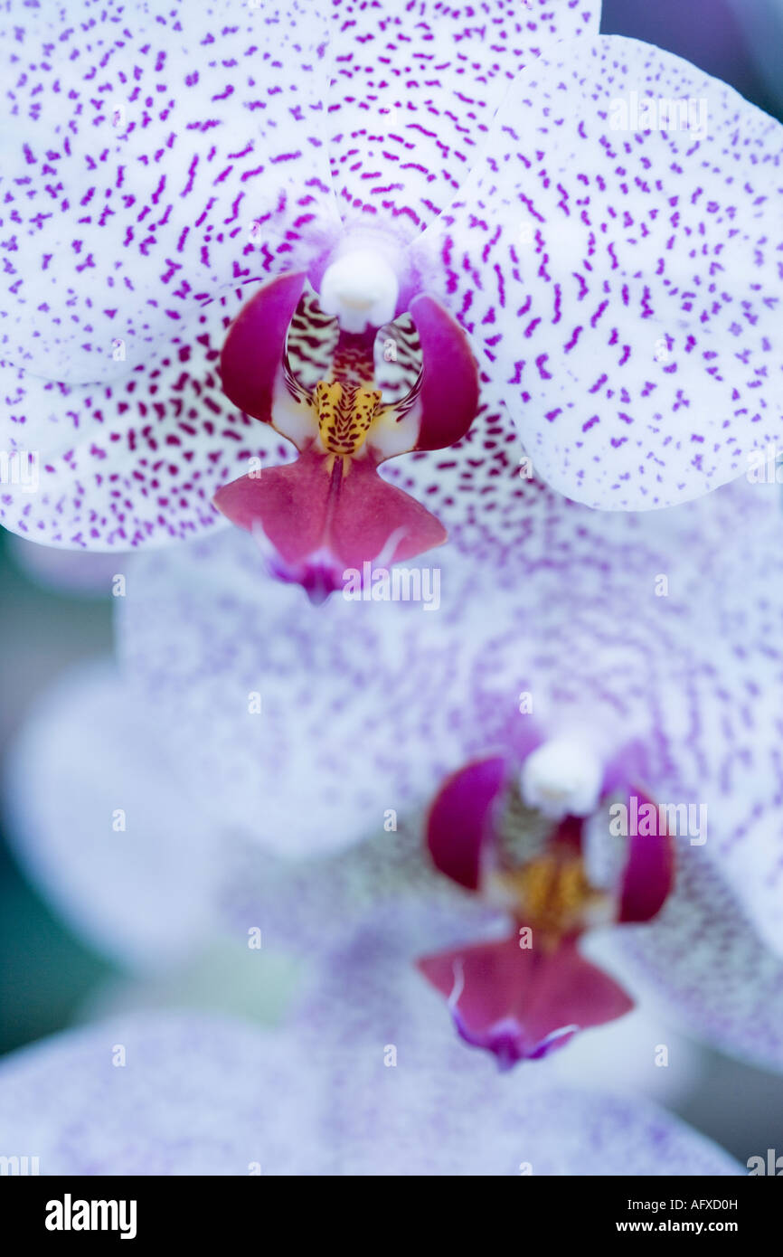 Pink orchid flower in detail Stock Photo